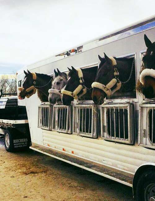 قیمت کانتینر حمل حیوانات